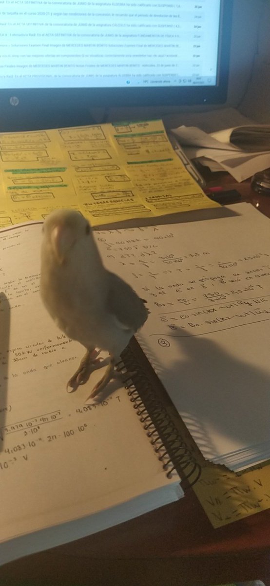 RaulMarPe7's tweet photo. Se me ha colado un pajarillo en casa, si se le ha perdido a alguien que me mande md https://t.co/Kh1LrdE7dz