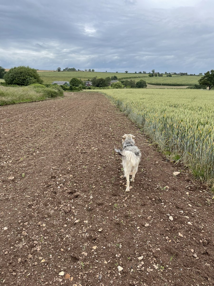 KatePhilpSDC's tweet photo. My new PA insisting we get a bit of after work ‘us time’ #spamdog #missnotonthesofadog #farmlife #devonlife https://t.co/DtjwCy8ojF