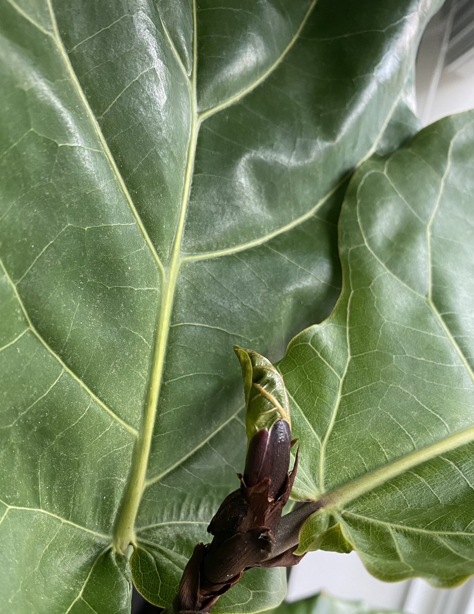 alanauglis's tweet photo. I feel like a successful plant daddy with a new fig leaf 😊 #fiddlefig https://t.co/Jiakx6pXlQ
