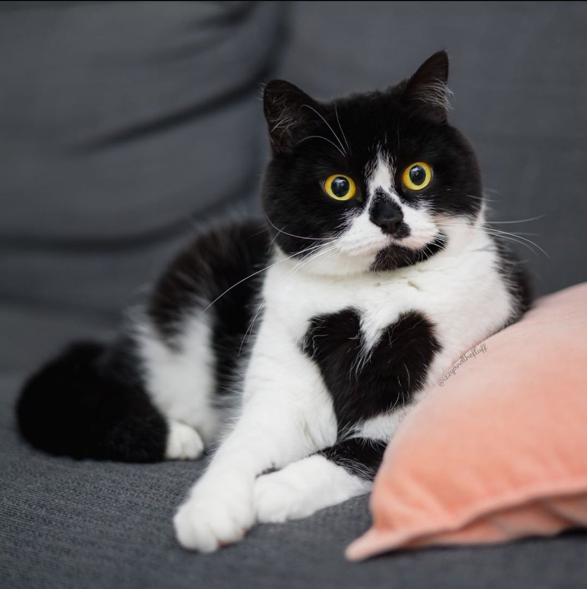 Izzy & Zoë tweet media