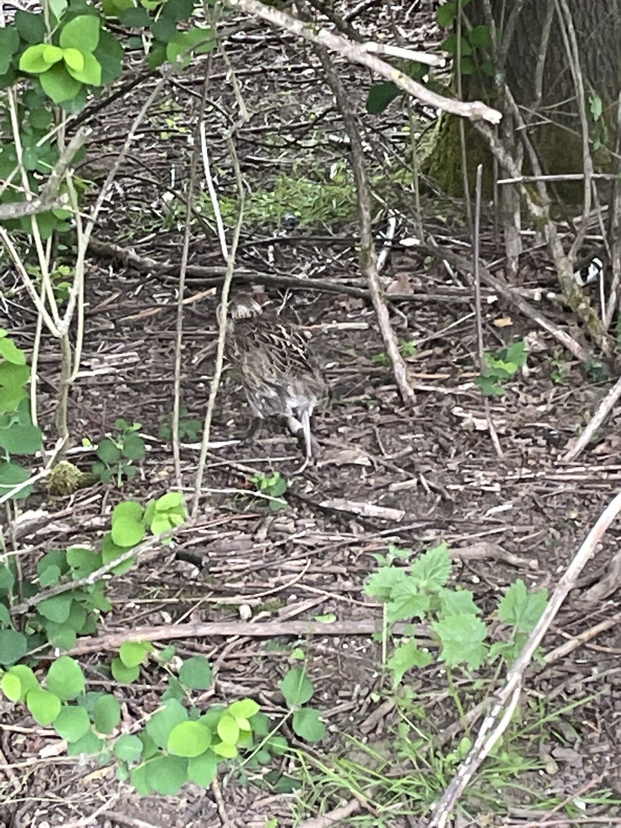 SheffieldWalks's tweet photo. Chatsworth House, Deer and Quails. https://t.co/ECjSIQuyp3