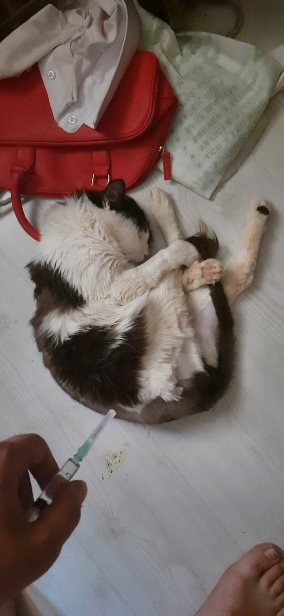 FipMarul's tweet photo. marulun iyileşmesi yavaşlıyor, mecbur doz arttıracağım. normalde 2 gün yeten ilaç şişesi artık yetmeyecek. hala altına yapıyor çişini kakasını. biricik oğlum gözlerimin önünde eriyor ve ben bir şey yapamıyorum 58/84 https://t.co/pLpU0Ty36n