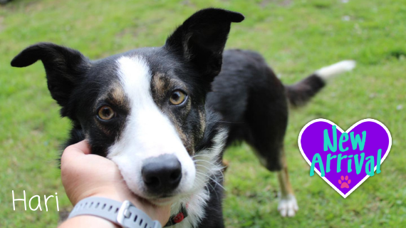 AlmostHome_Dog's tweet photo. New arrival #collie Hari  https://t.co/7OoARmGN2q #NorthWales #RescueDog #dogrescue https://t.co/j0JjjWJSrY