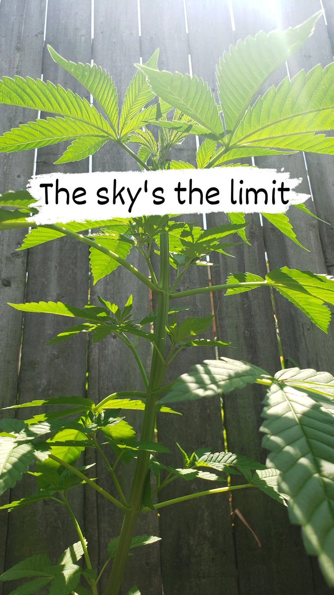 Smokette_'s tweet photo. #Homegrown 💚 https://t.co/UbhC4o0Cda