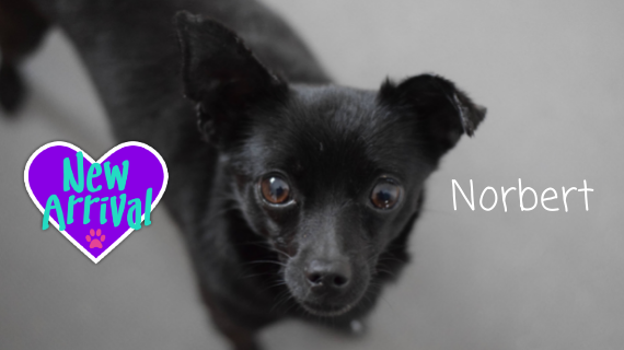 AlmostHome_Dog's tweet photo. New arrival #mixedbreed Norbert https://t.co/7OoARmGN2q #NorthWales #RescueDog #dogrescue https://t.co/OXouO1k2Z9
