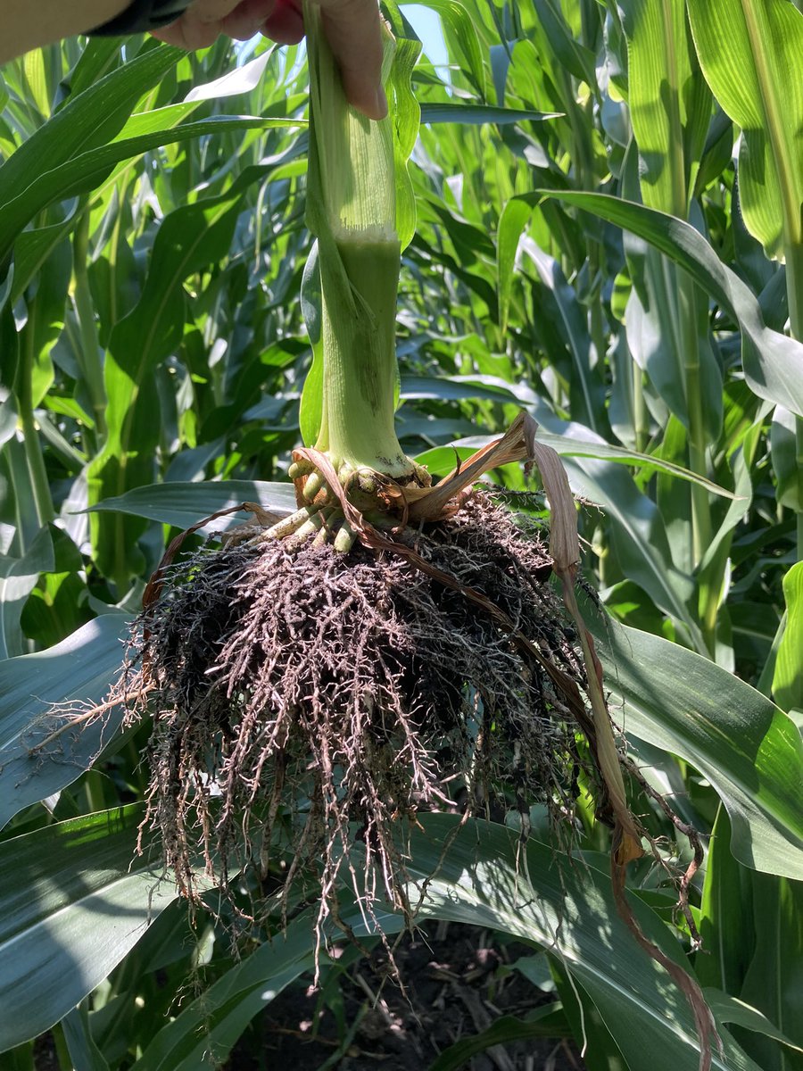 DKC59-81RIB is easily one of my favorites