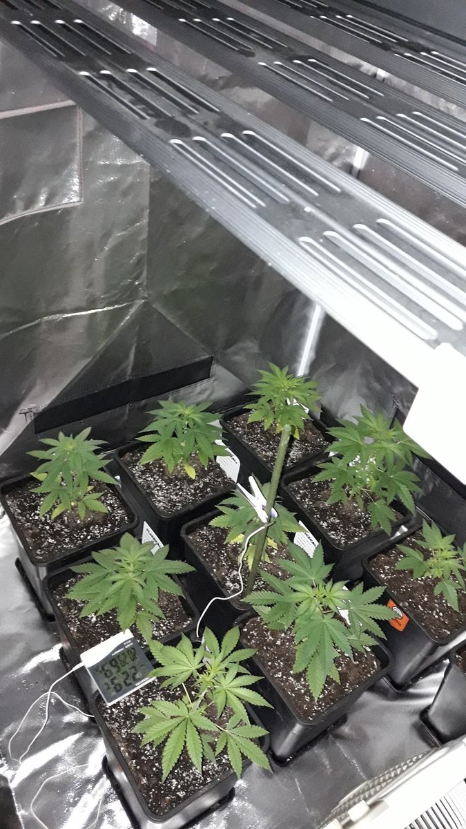 AdrycManellson's tweet photo. In a little while I'll turn on #ThePureLed480Pro and you'll see them better @cannaworldsite.
Soon they will go into #Bloom our Friend.
They're in #12liter #Container, #RefPet #PureTent of @ThePureFactory_, powered by @DPlantasur.
Untill our Friend,
Peace, Waves and Seeds..🧚‍♂️😎 https://t.co/7n6uIVXJuQ