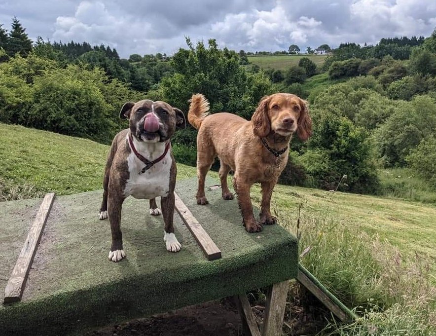 WoofWalkies's tweet photo. A little summer rain can't stop this lot having great fun in the fields!

#doggydaycare #wrexham #northwales #wales #dogsoftwitter #spaniel #labrador #dogdaycare https://t.co/sJLK3pVoQF