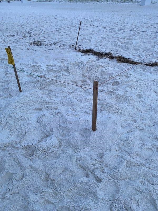 myescambia's tweet photo. ⚠️Sea Turtle Patrol discovered two loggerhead nests vandalized on Pensacola Beach over the 4th of July weekend. One nest enclosure was destroyed, while another nest showed signs of digging.

🐢Despite the disturbances, the eggs appear to be unharmed.

👀👉https://t.co/LtChzibtwS https://t.co/fD99528MFc
