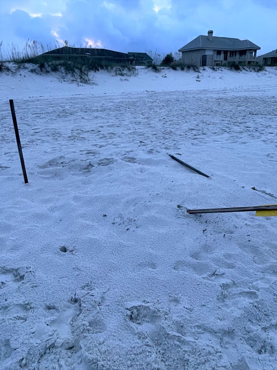 myescambia's tweet photo. ⚠️Sea Turtle Patrol discovered two loggerhead nests vandalized on Pensacola Beach over the 4th of July weekend. One nest enclosure was destroyed, while another nest showed signs of digging.

🐢Despite the disturbances, the eggs appear to be unharmed.

👀👉https://t.co/LtChzibtwS https://t.co/fD99528MFc