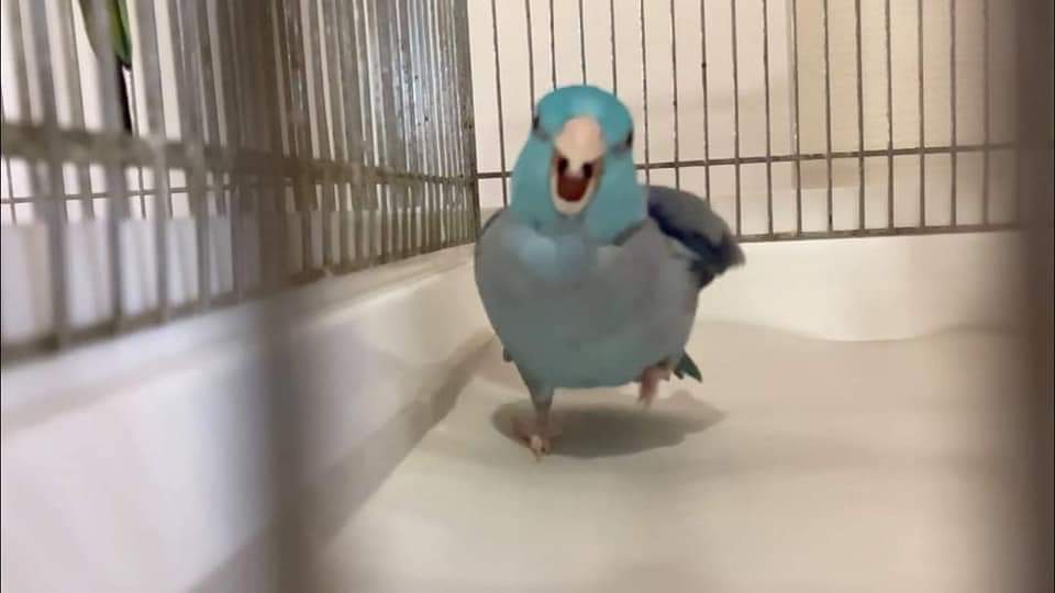 AurasBirds's tweet image. you died