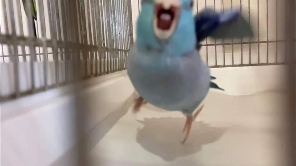 AurasBirds's tweet image. you died