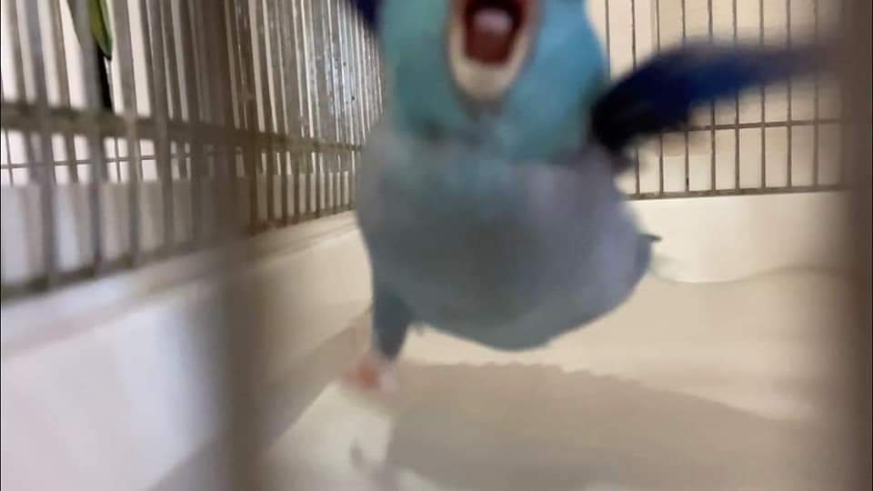 AurasBirds's tweet image. you died