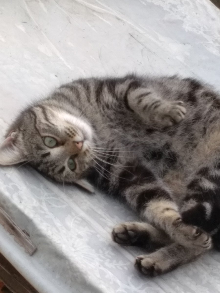 @TheCoinReader @CatzCoin When u say your hooman to buy catz before it's goes to moon but he didn't.