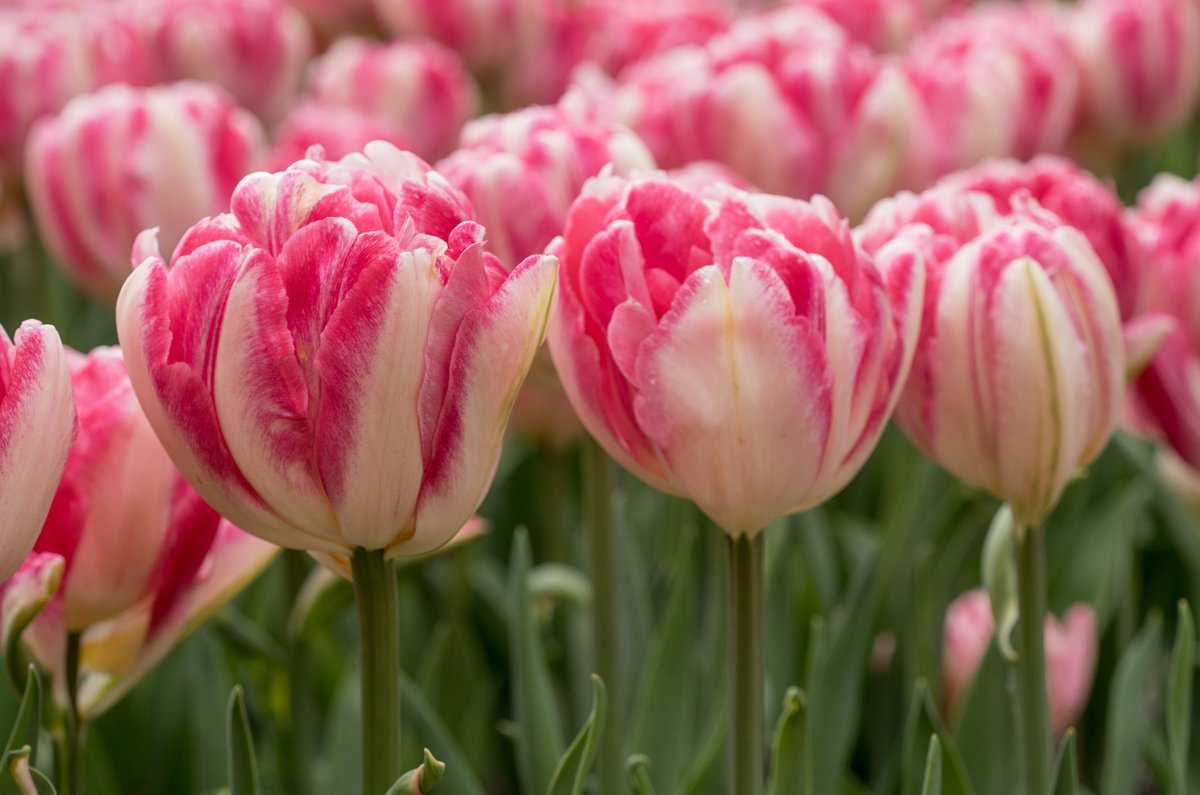 TulipMuseum's tweet photo. The Foxtrot is a late blooming Double Tulip with sugary pink and white petals. It needs full sun to get a vibrant hue, as shade will make its color more muted. #TulipTuesday #Flowers https://t.co/C5wEfbuzGI