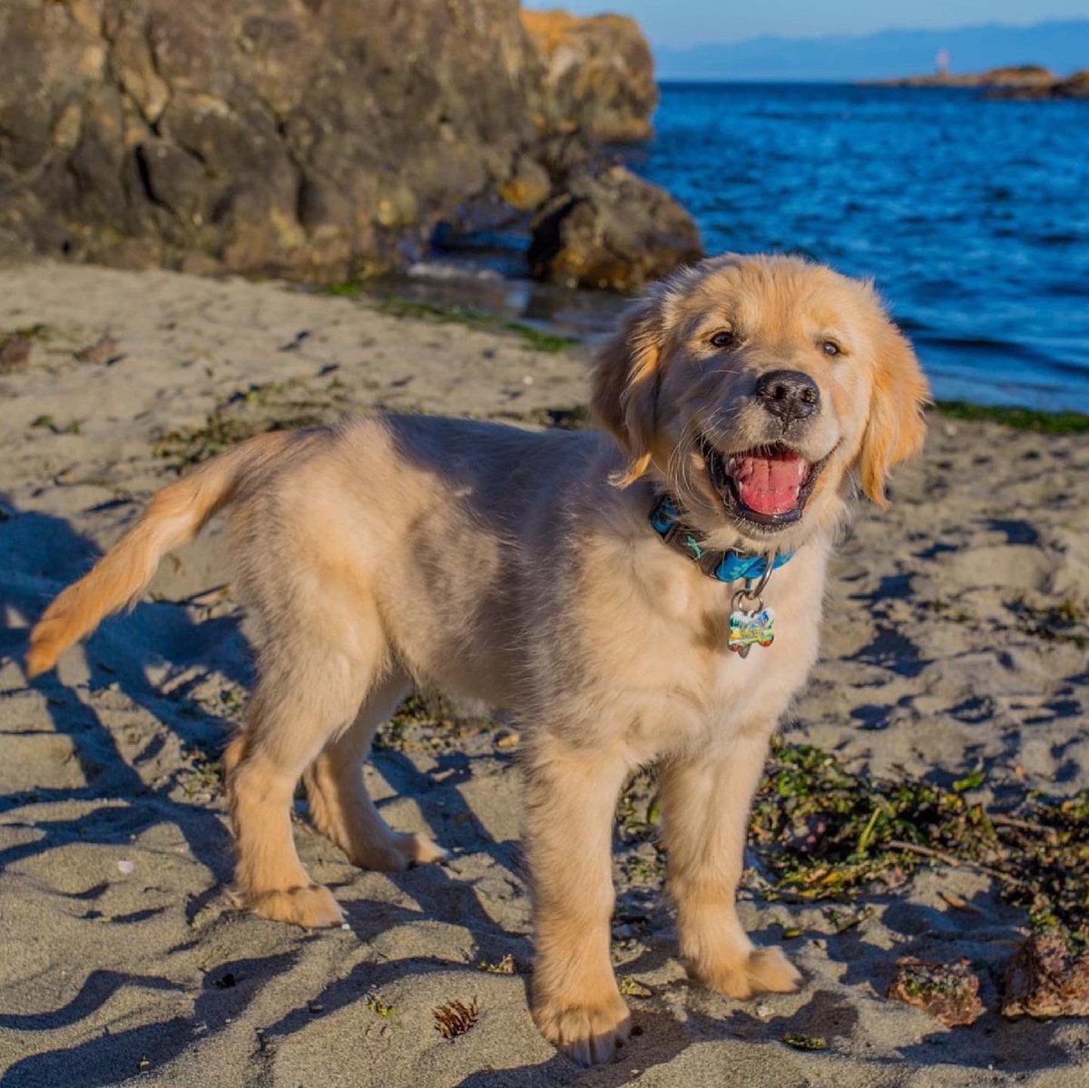 5 weeks with this guy and I can’t imagine life without 💙🐶