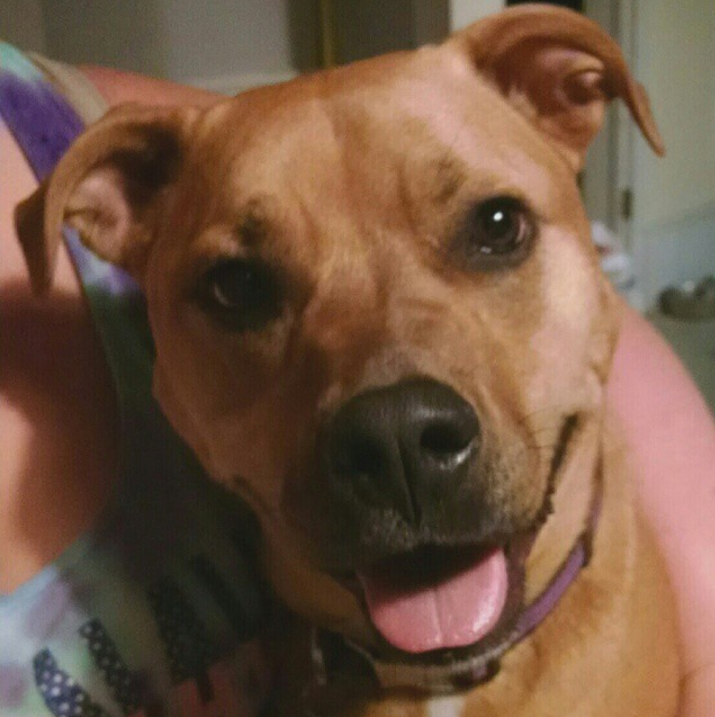 reebamitch87's tweet photo. @meghantonjes This is my cousins dog april shes a gem https://t.co/yeg2DHcLgS