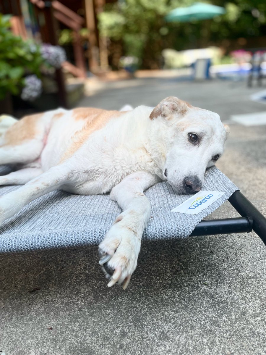 DianeFeeney330's tweet image. ⁦Hey @Coolaroo⁩, my dog Oliver loves to hang out here after a swim in our pool. ❤️ (Great pic, ⁦@alisonumbarger⁩)