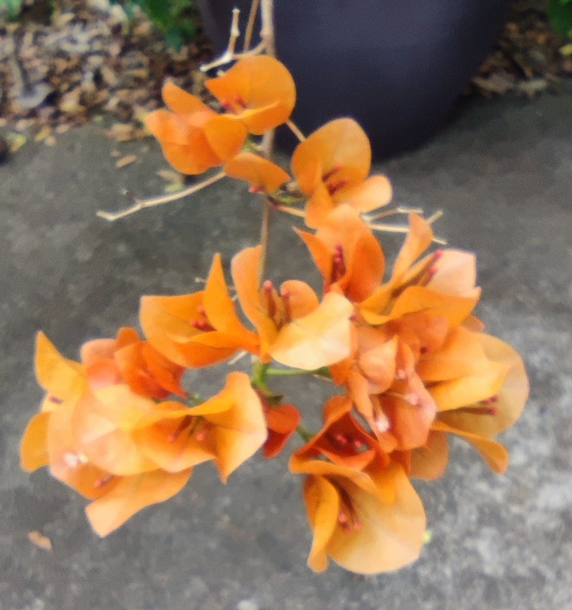 melcontent's tweet image. Progress on a version of my Thai Tropics lace shawl in a luxurious sea silk gradient set by @studioroots_joke - colorways inspired by an unusual bronze bougainvillea in our garden. See profile for link to pattern on Ravelry.  #shawlpattern #laceknitting #thaitropics #menwhoknit