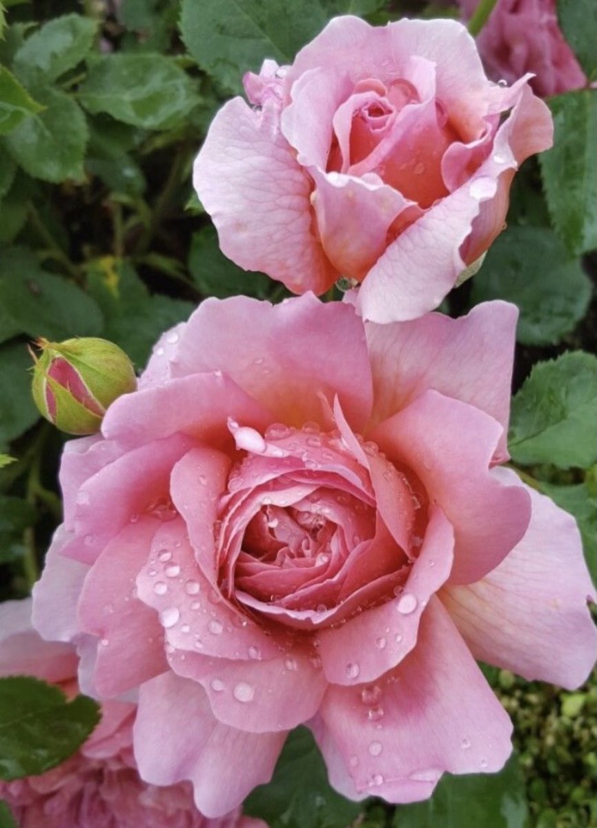 優しい心花言葉