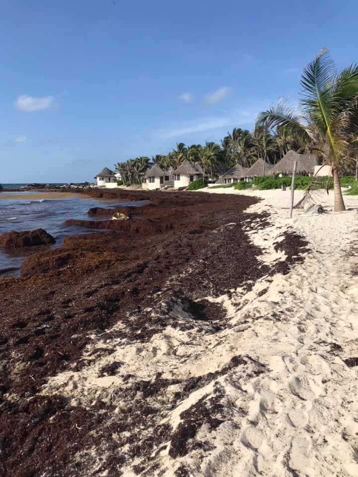 SargaMonitoring's tweet image. 06/07/2021 #tulum #elpez #rivieramaya #mexico
More pictures &amp;amp; exact location on our 2021 map on our website: sargassummonitoring.com
#sargassum #sargasses #sargazo #climatechange #pollution #GlobalWarming #ocean #coastalmonitoring