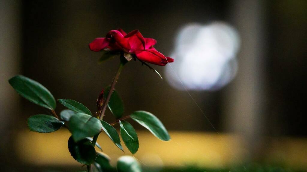 ghostcatpatrick's tweet photo. Here’s another in my series of flowers night lit only by ambient light. This one was already discovered by a little spider. #ghostcatentertainment #ghostcatpatrick #ghostcat #flowers #flowersofinstagram #naturephotography #nature #photoglife #sonyalpha #… https://t.co/ssS6RJLeft https://t.co/GrbDfo4aTt