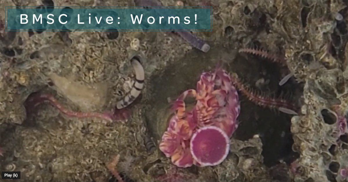 BamfieldMSC's tweet image. Most people are unaware of the amazingly impressive diversity of worms (yes, worms) in our oceans. 

Here&apos;s a chance to meet a few local species from a variety of different taxonomic groups!
#BMSCLive
#joyfuldiversity

ow.ly/VFbb50Fqn8J