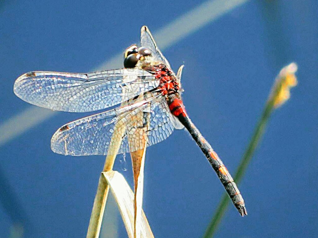 Bijzonder mooie en fragiele wezens #libellen Deze is wel heel speciaal. #Venwitsnuitlibel #Venwitsnuit