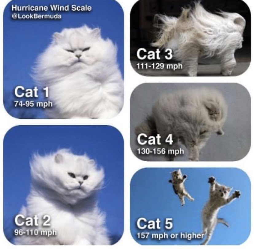 It’s that time of year again! #HurricaneElsa #Cat1 #PleaseSecureYourCats #TheyWontForgiveYou
