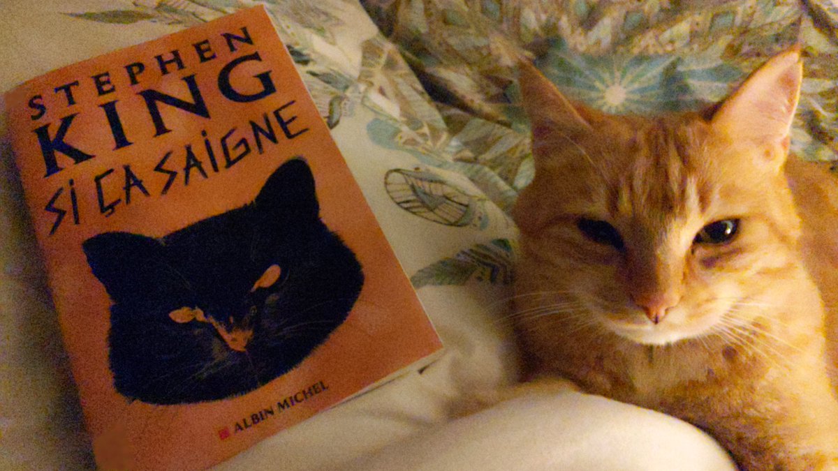 Elocinquanta's tweet photo. Good night... #stephenking #ifitbleeds #cat #book #Reading #CatsOfTwitter
 @StephenKing https://t.co/zZUupeApbk