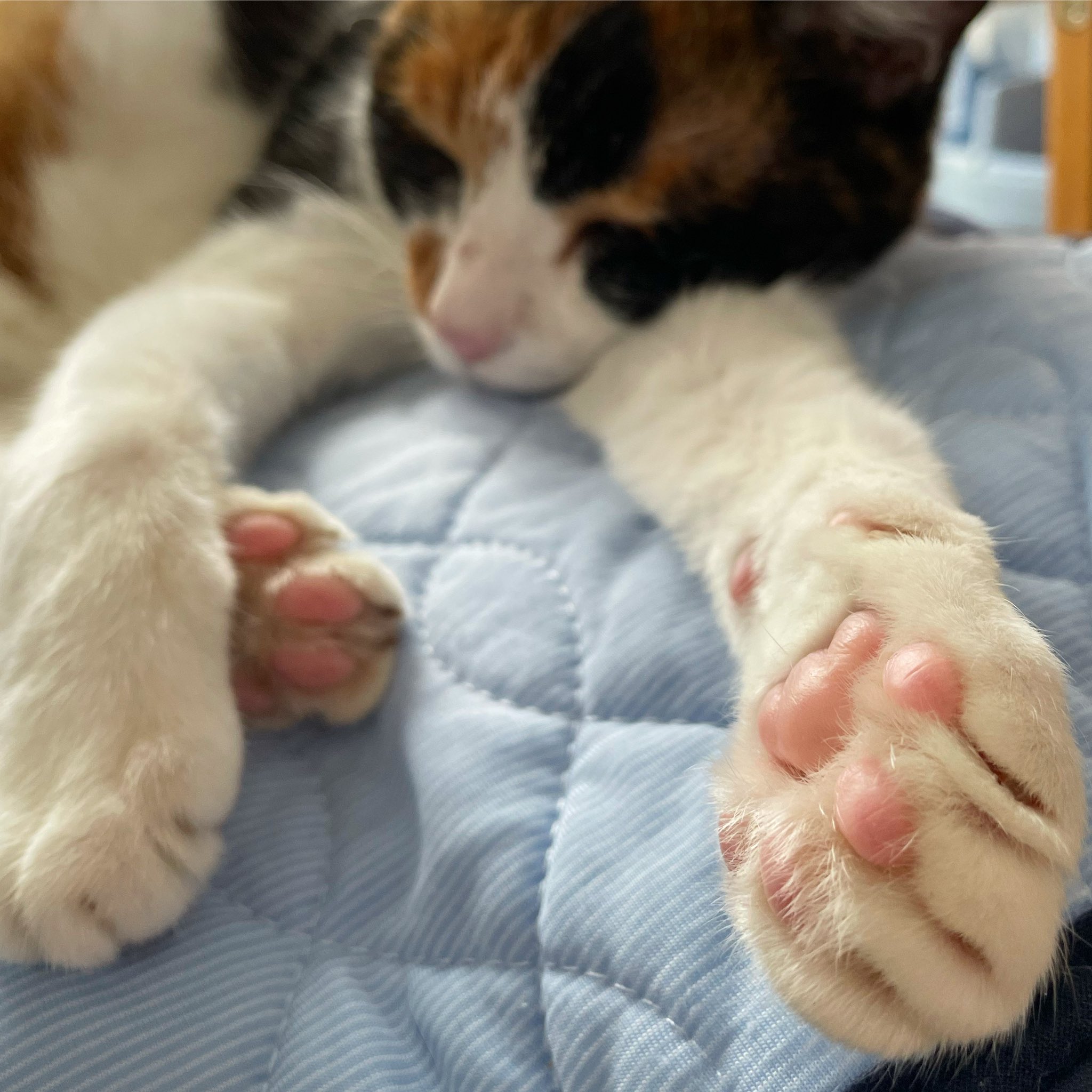 Tomozo Cats 猫 肉球 三毛猫https T Co 0lcdd07wjf Twitter