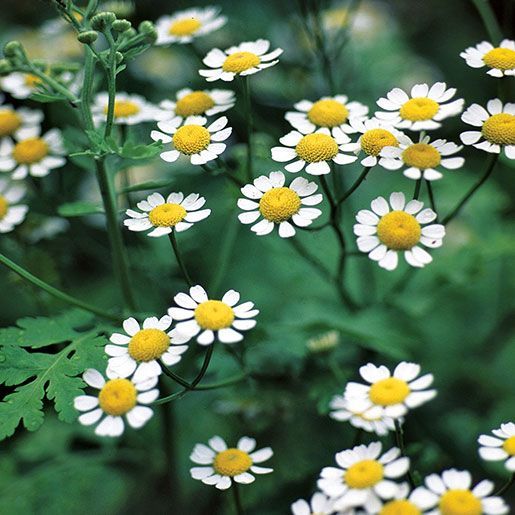 GWIntegrative's tweet photo. Feverfew, an herb native to parts of western Asia and the Balkans, that has been promoted for #headaches, #fevers, and #arthritis. But what does the science say? via @NIH_NCCIH https://t.co/bbT78NKgwH #GWSMHS #GW_MFA #GWPCP #integrativehealth #ChronicPain https://t.co/b5CnMBsVQ1