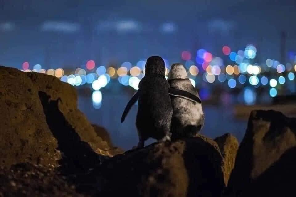 IbonPerezTV's tweet photo. El pingüino de color más claro es una hembra anciana cuya pareja murió este año. El más oscuro es un pingüino más joven que perdió a su pareja hace dos años. 
Pasan horas mirando las luces de Melbourne. 

-Los pingüinos solo tienen una pareja en su vida.

📸Tobias Baumgaertner https://t.co/9sIwqchZme