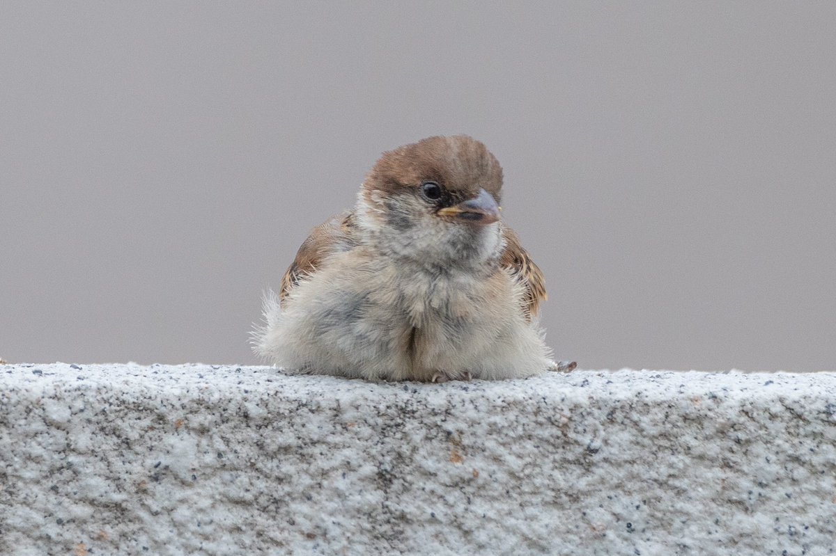 ট ইট র Biggate4444 座り込むフワフワ子雀さん 可愛いすぎます スズメ すずめ スズメ観測 ちゅん活 Sparrow 鳥 野鳥 野鳥撮影 野鳥写真 Pentax