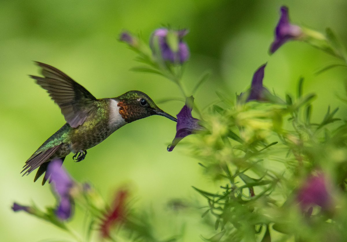 birdcrazed6's tweet photo. A hidden gem in the Garden…
Ruby throated hummingbird (M) feeding from the Calibrachoa flower 
#TwitterNatureCommunity #birds https://t.co/qnCJRHRUJU