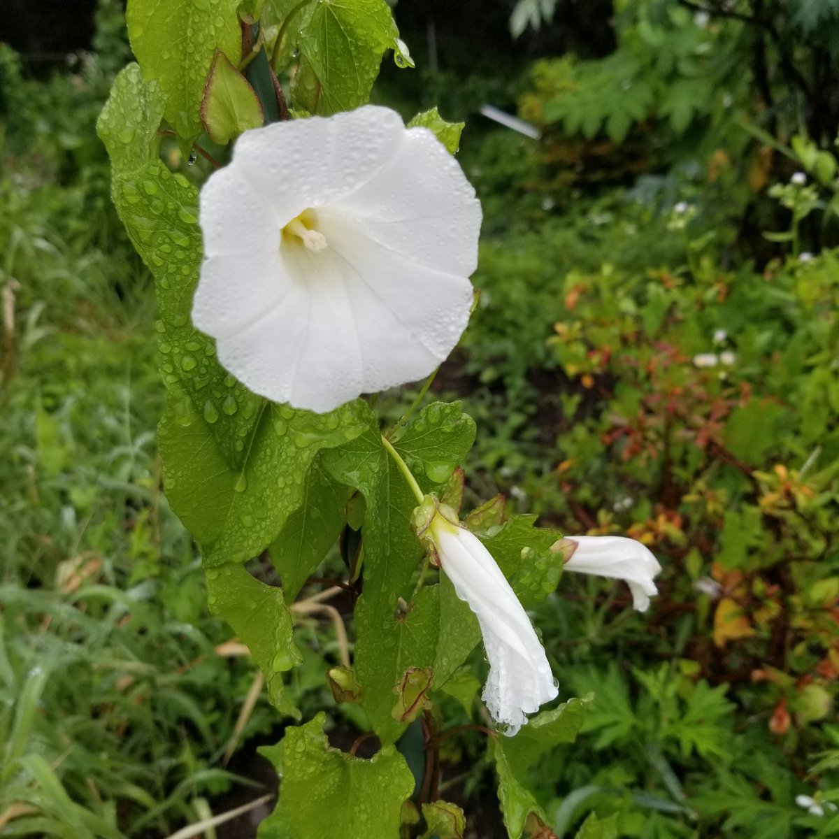 ヒロハヒルガオ بحث في تويتر