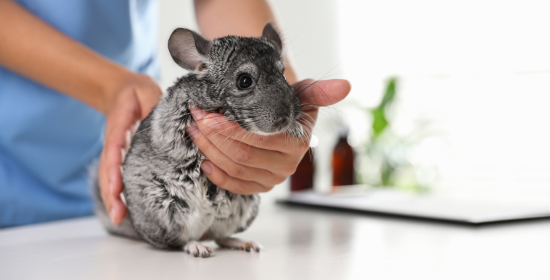 How can you tell if your chinchilla needs to go to the vet? Check out our list of signs to watch out for at okt.to/9OWUAP.