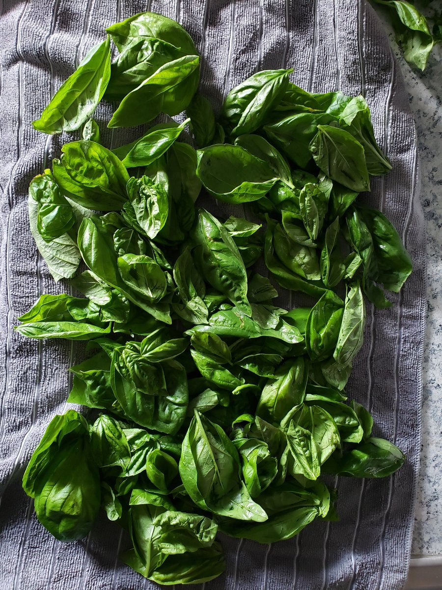 mattflood44's tweet image. Basil harvested and washed. #PestoTime