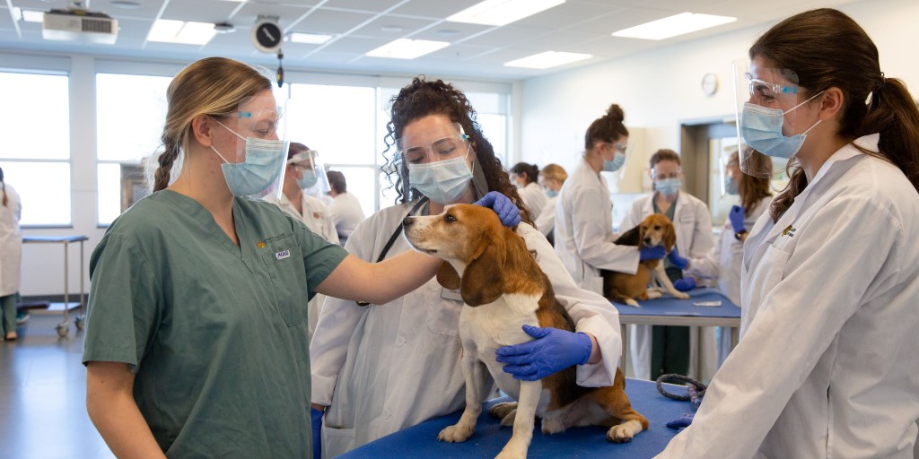 Do you know a student entering grades 7-9 who loves animals with thoughts of becoming a veterinarian? @ucalgaryvetmed's week-long online camp will introduce them to the skills needed to take care of a variety of species. Register for August camps: ow.ly/rnZM50ERFYV