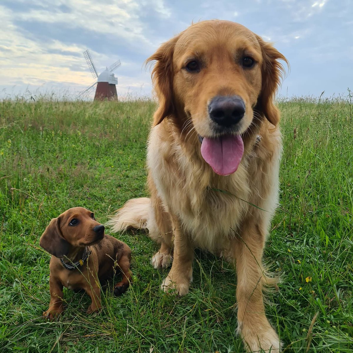 Huckleberryvets tweet media