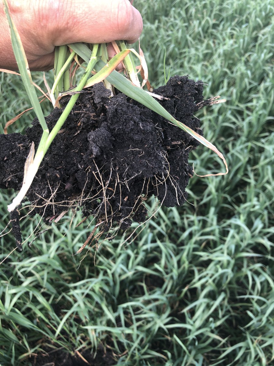 How Thirsty is Your Wheat? antaraag.ca/agronomy/how-t…