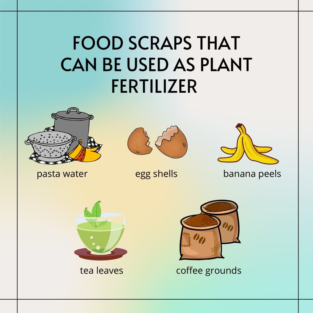 FeedKC's tweet image. 1️⃣ You can add tea leaves + coffee grounds to your potted plant’s soil
2️⃣Just save your unsalted pasta water and use it to water your plants
3️⃣Plant the banana peel under the soil
4️⃣Simply mix your eggshells in the soil

#WeAllWin #RooUp #Enactus #KansasCity