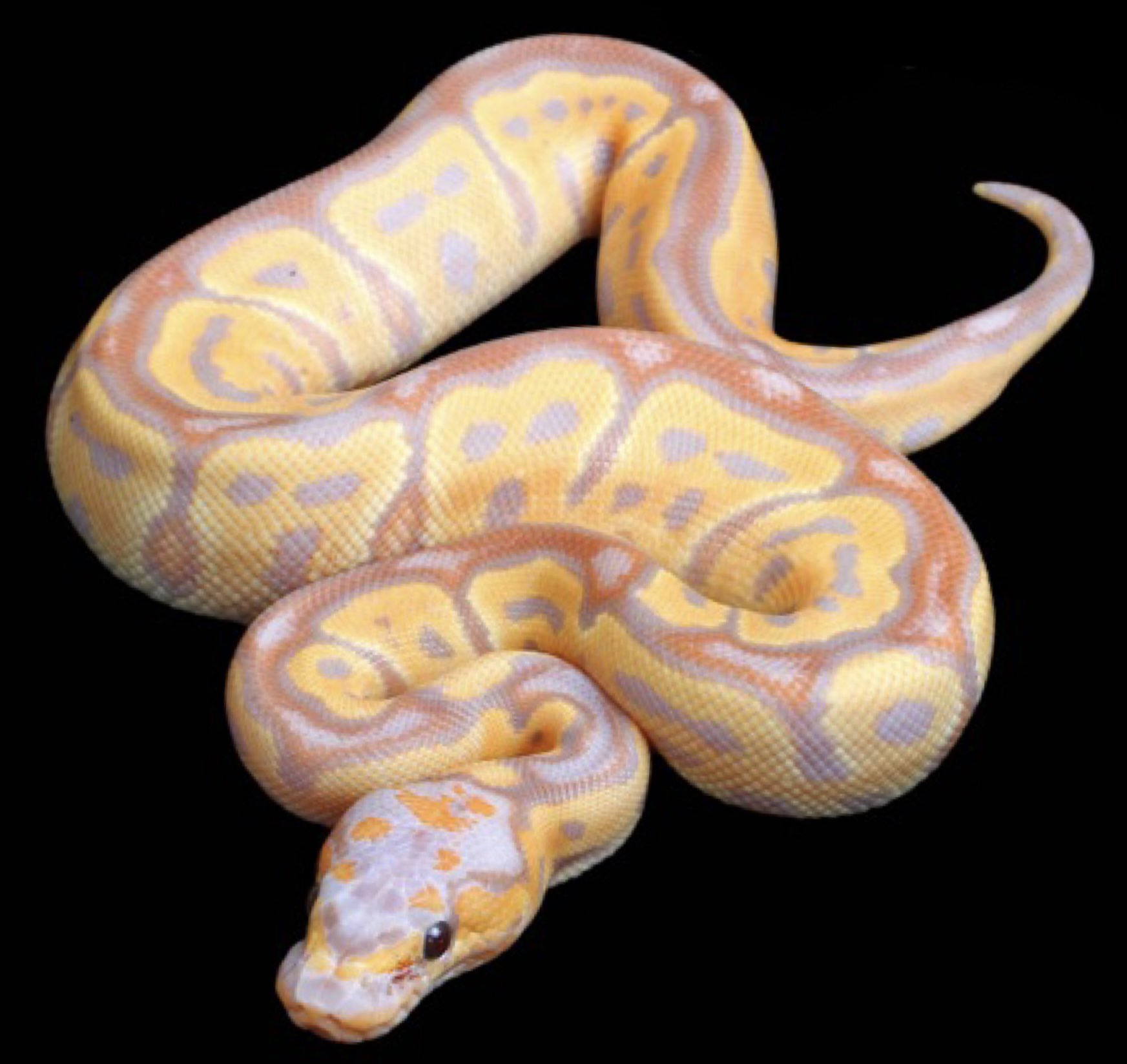 Deu Reptiles 待っていたバナナクラウン すごい頭してます ご予約受付中 バナナクラウン ボールパイソン Ballpython 蛇 ヘビ Snake 爬虫類 Deureptiles デューレプタイルズ T Co Rnvgqkjkzh Twitter