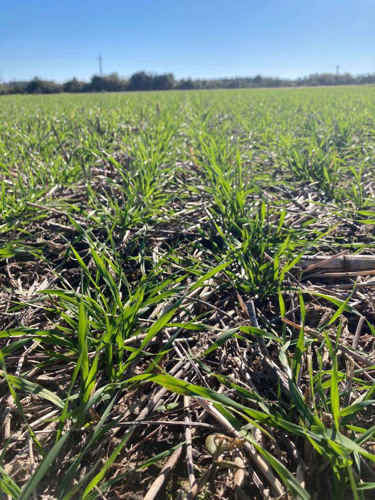 Agropecuaria Valdense tweet media