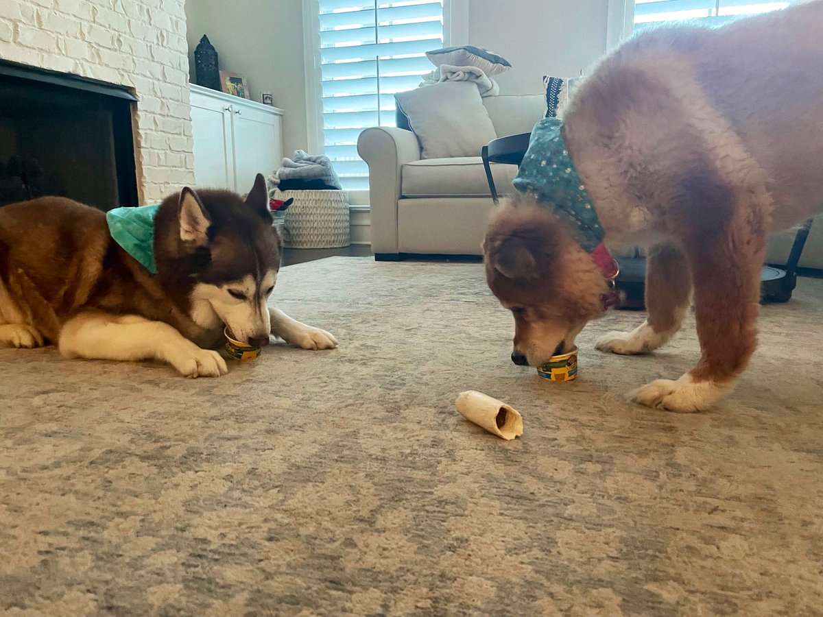 Ice cream!!!🍦♥️🐾 #dogsoftwitter #seniordogs #specialtreat