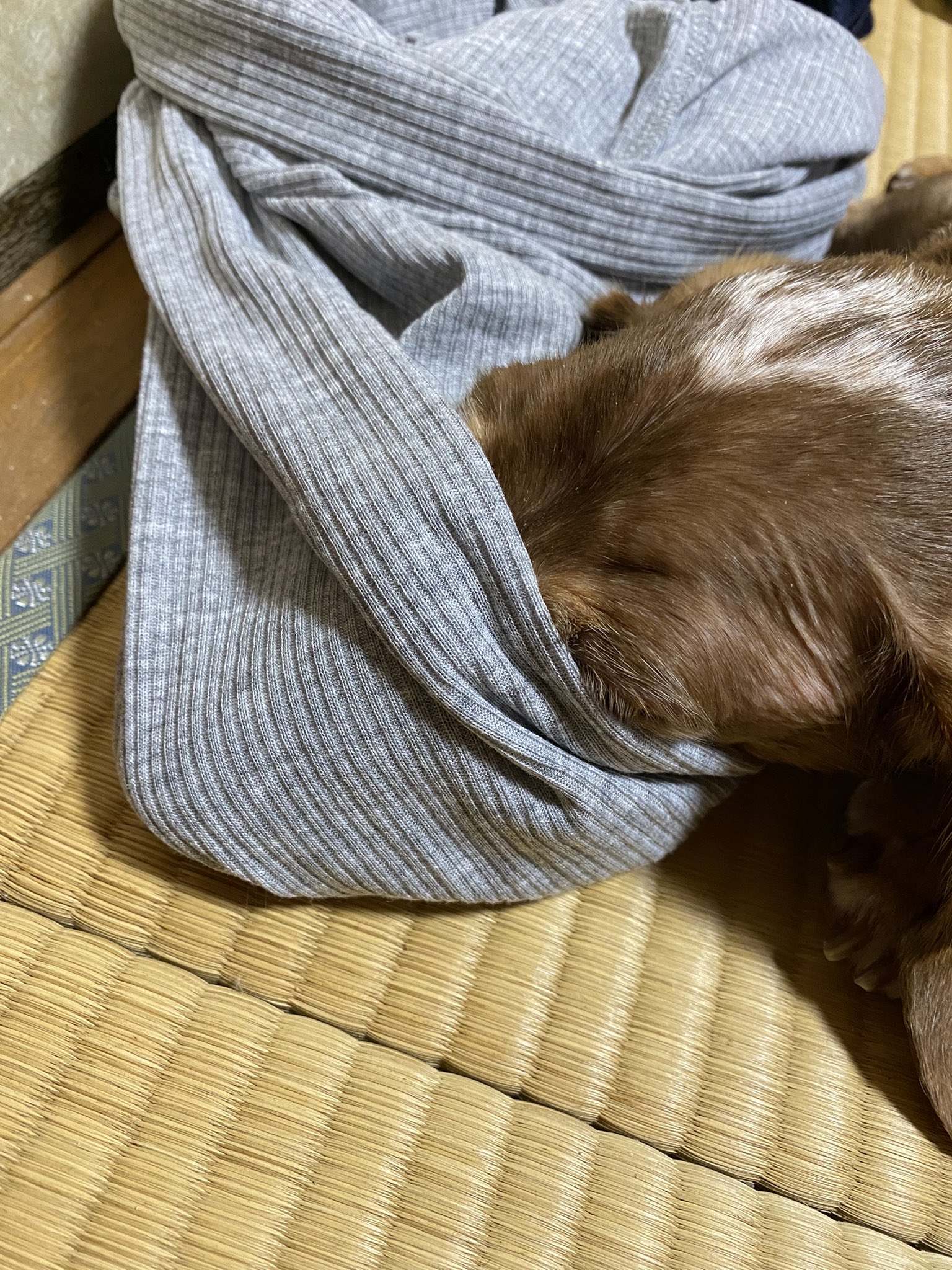 Bailaora Hassie ハッシー 雨の夢洲地方です 昨日寝る前にふと 私の服に顔突っ込んだままいびきかいてお眠りあそばすオトコ 可愛い過ぎる おはようございます ミニチュアダックス 17歳 夢洲 ムース おじいわん 秘密結社老犬倶楽部 チーム