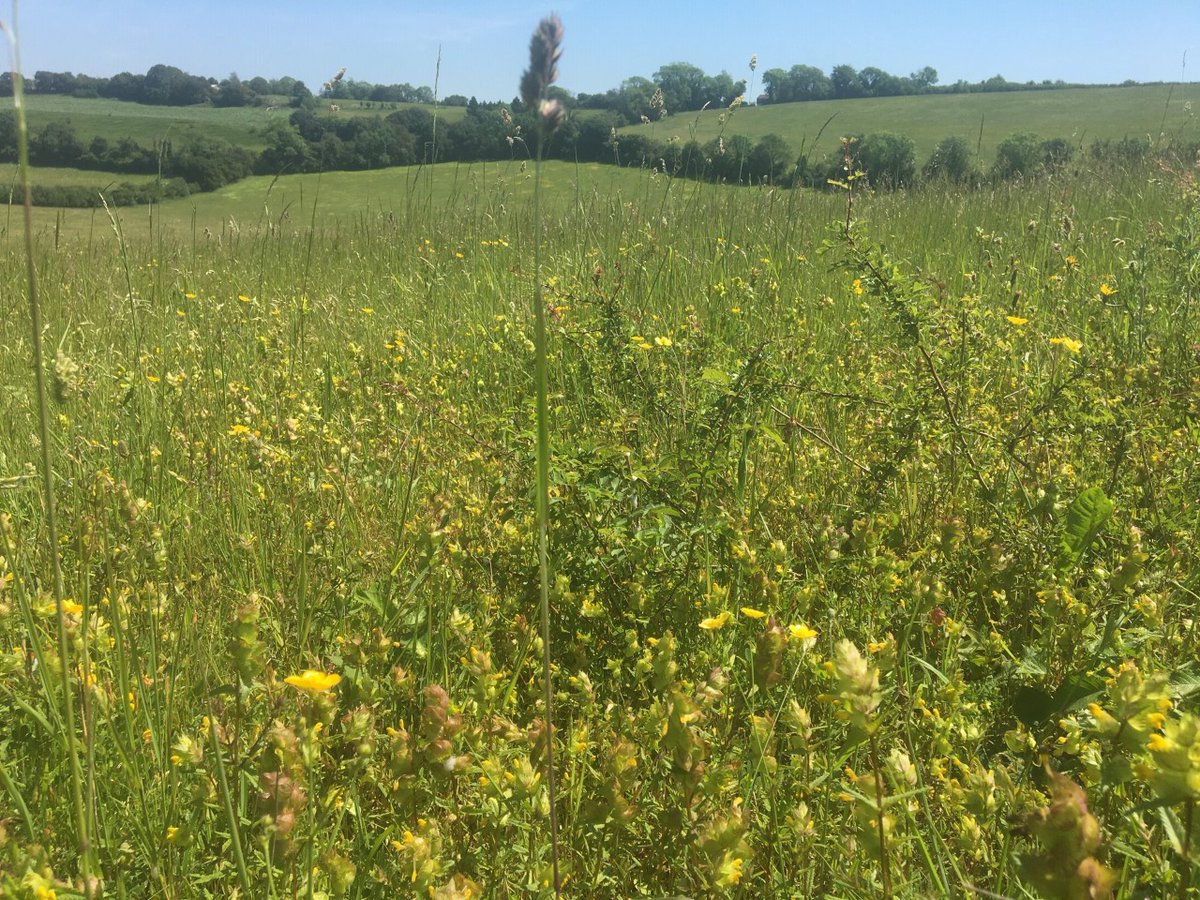A seamless 3 mile swathe of ex arable grasslands grading through chalk,neutral &amp; acid soils on these farms @spow004 -a key link in our Stour valley NRN. Yellowwort, kid' vetch,pyr' orch',hay rattle &amp; sorrel. Expert grazing from <a href="/farmer_stu/">stuart jakeman</a> Meadow pip'&amp;dingy skip' recent colonists