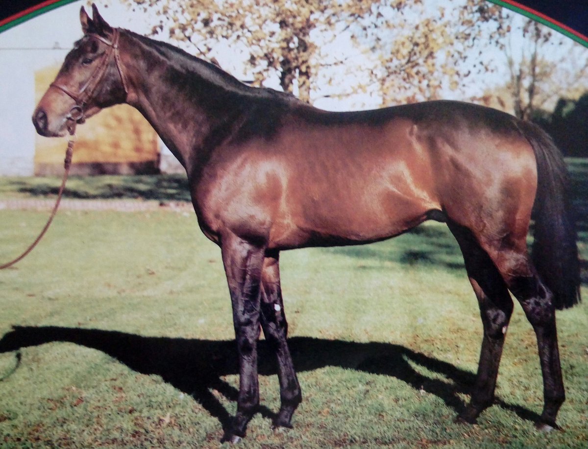 HORSERACING1002's tweet photo. LEAR FAN Stood at Gainesway Farm #LearFan https://t.co/kpYbVb8DKQ