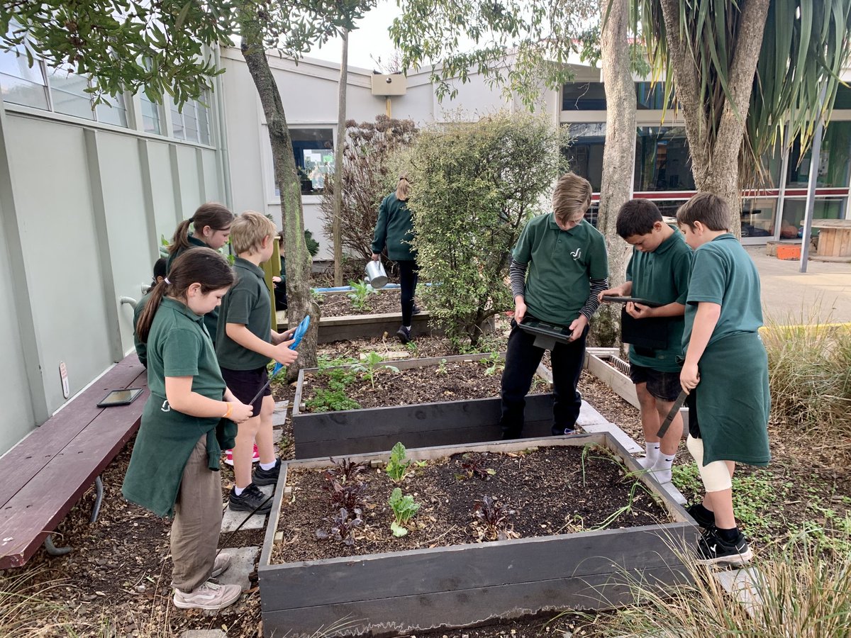 BromleyKoru1's tweet photo. Another garden checkpoint this week. Checking the data from our sensors, which show a recent wide range in temperatures with very cold nights. We wonder when we will be able to harvest some vegetables #bromleyschoolnz https://t.co/mrJnSCTsb2