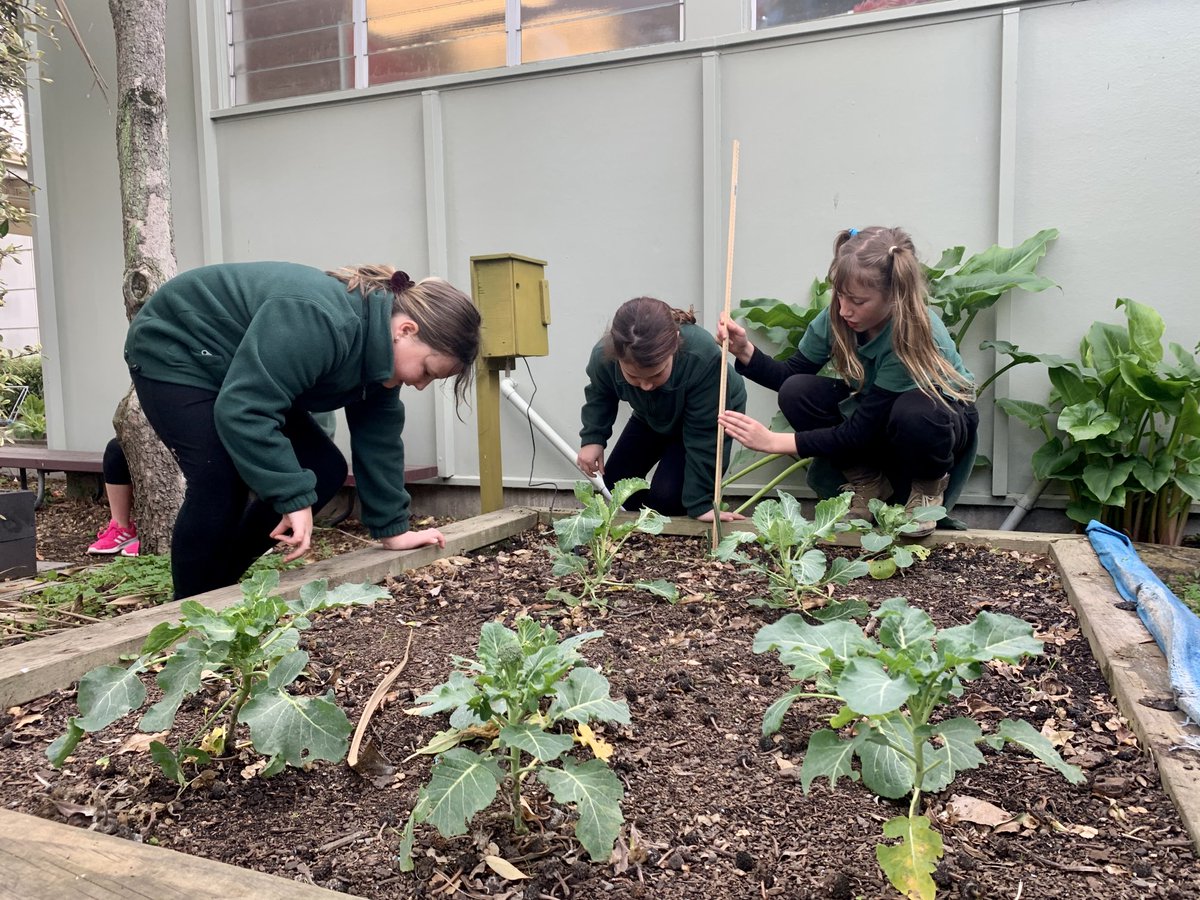 BromleyKoru1's tweet photo. Another garden checkpoint this week. Checking the data from our sensors, which show a recent wide range in temperatures with very cold nights. We wonder when we will be able to harvest some vegetables #bromleyschoolnz https://t.co/mrJnSCTsb2